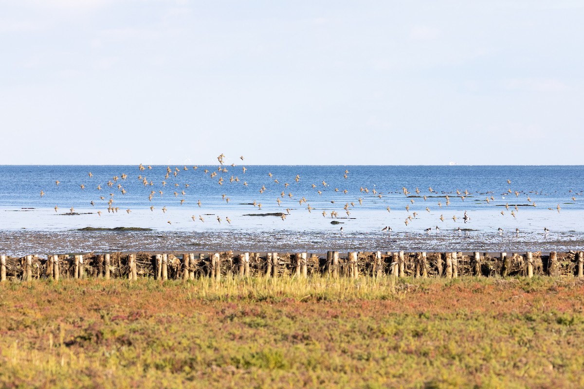 European Golden-Plover - ML268936011