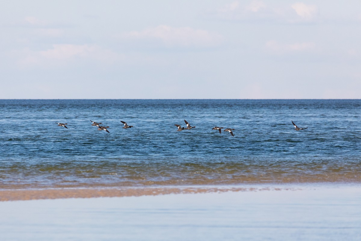 Common Merganser - ML268936081
