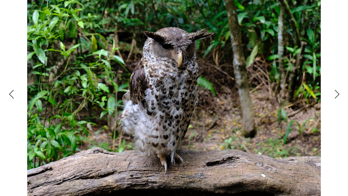 Spot-bellied Eagle-Owl - ML268936421