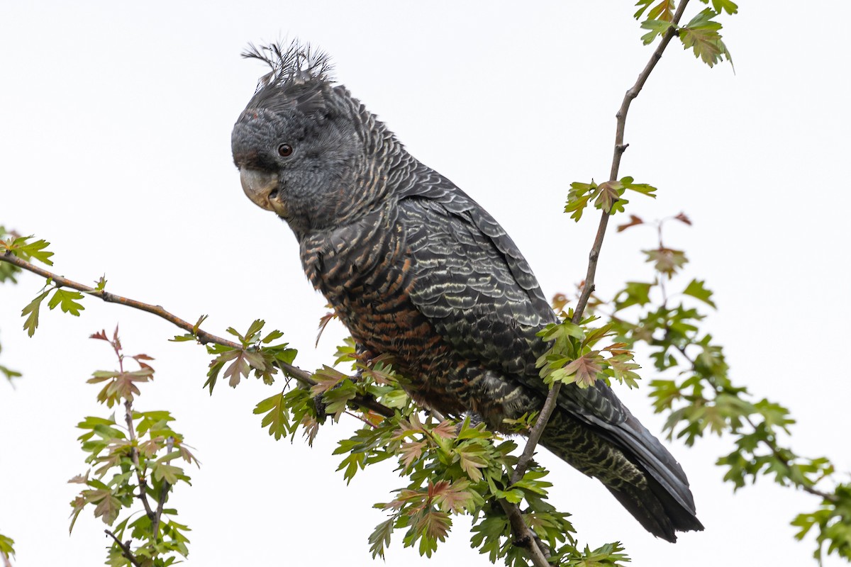 Gang-gang Cockatoo - ML268936441