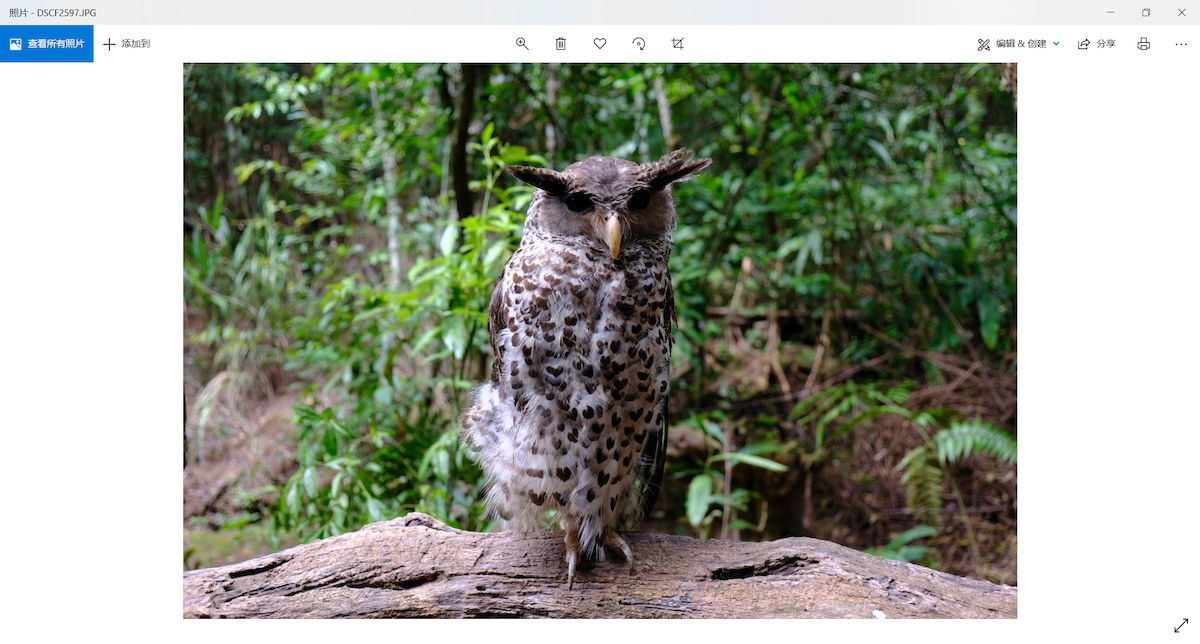 Spot-bellied Eagle-Owl - ML268936481