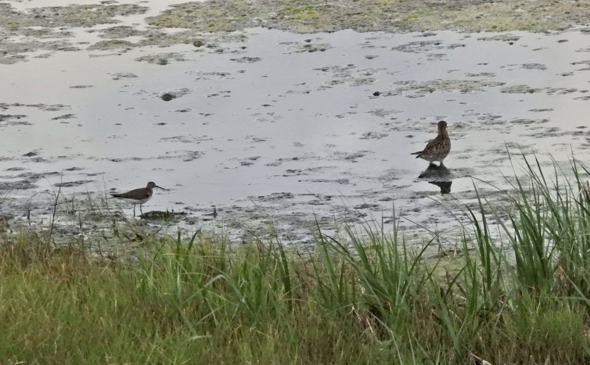 Solitary Sandpiper - ML268937371