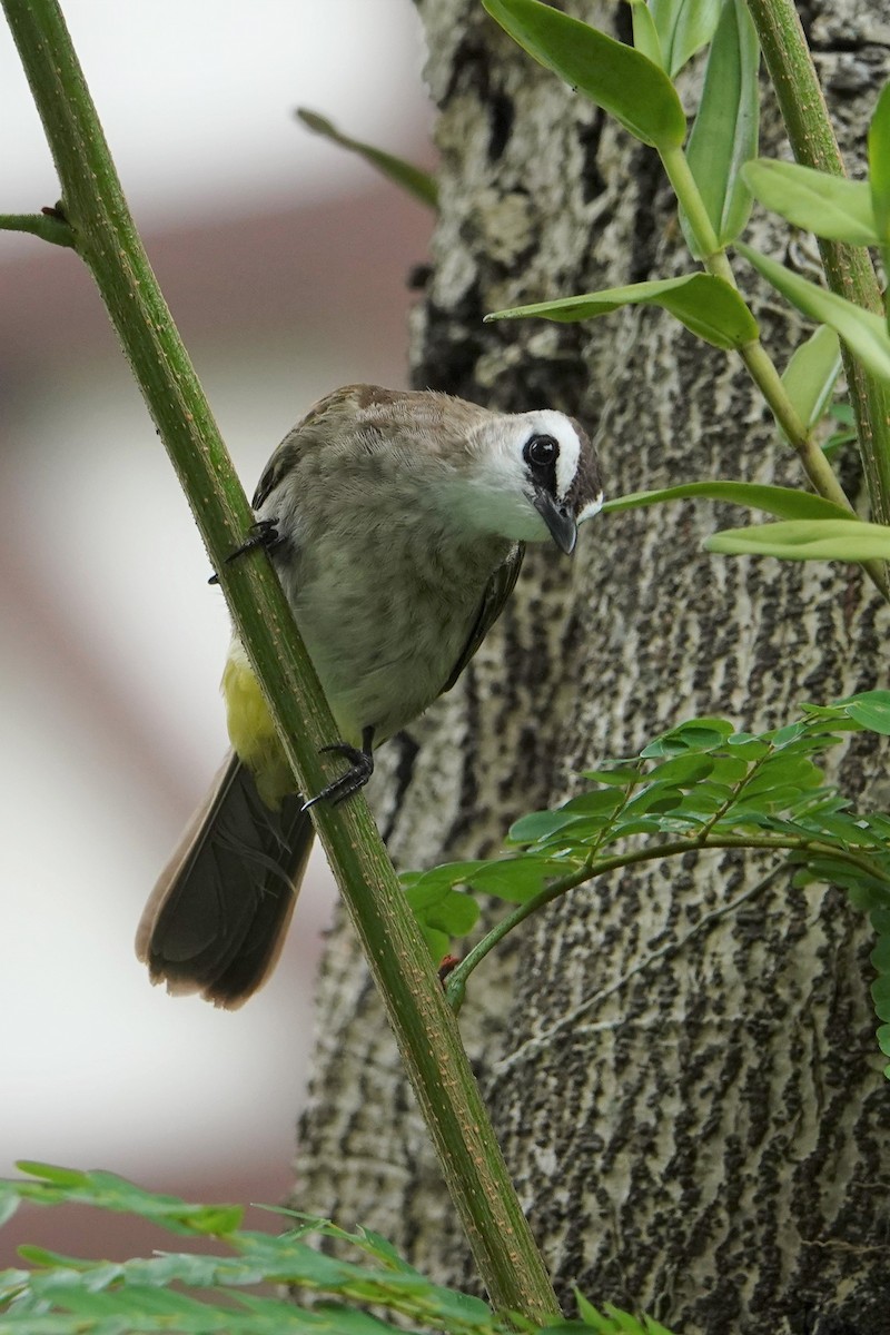 Yellow-vented Bulbul - ML268937411
