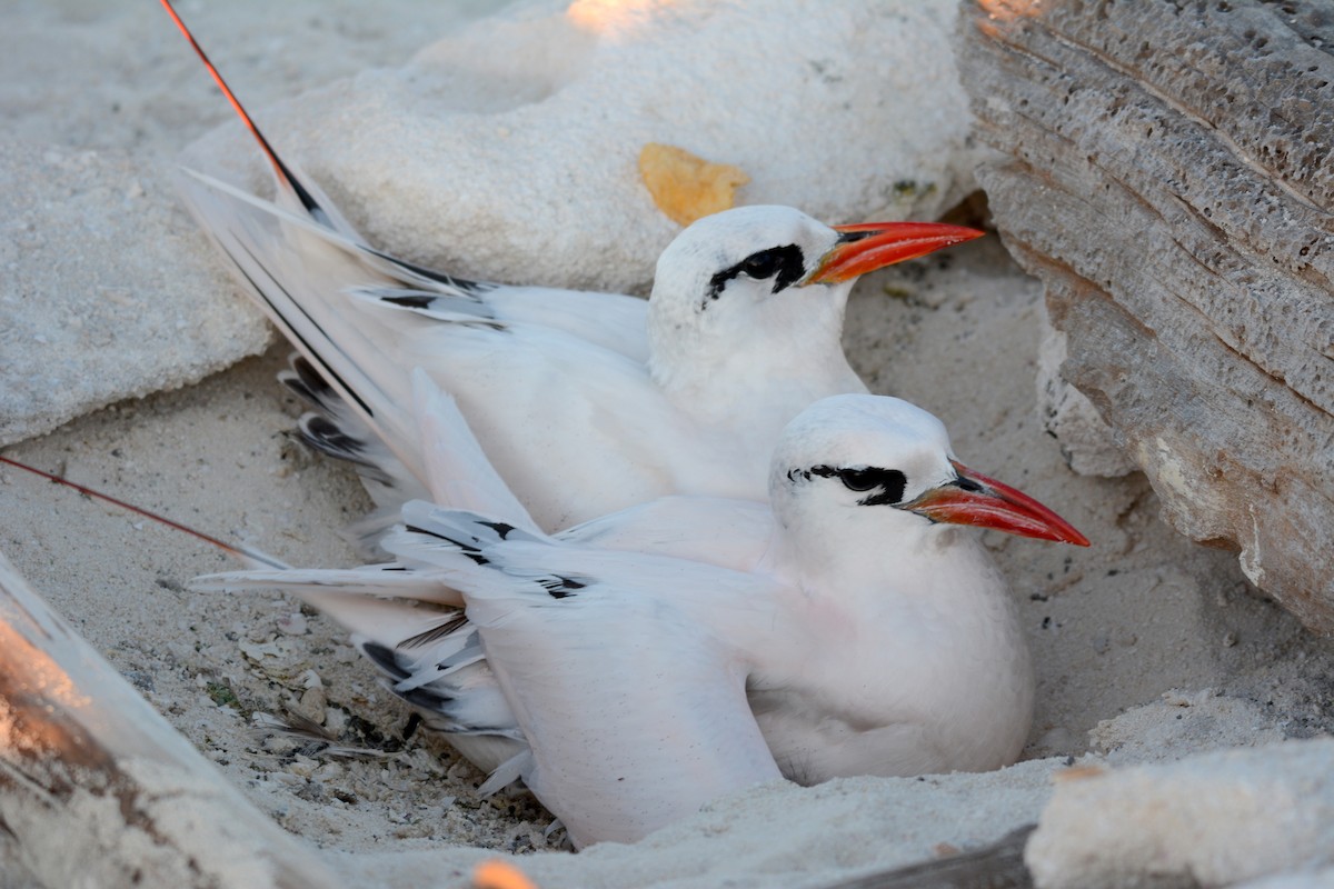 Red-tailed Tropicbird - ML268937981