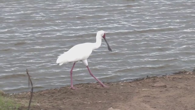 African Spoonbill - ML268938281