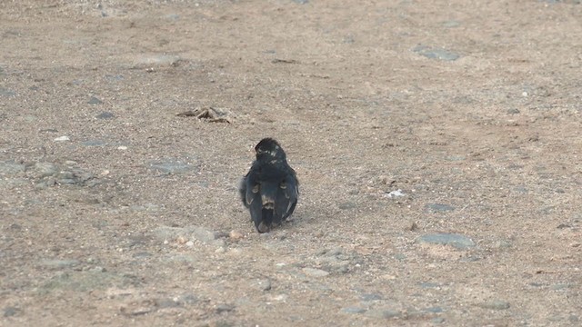 Viuda Senegalesa - ML268938941