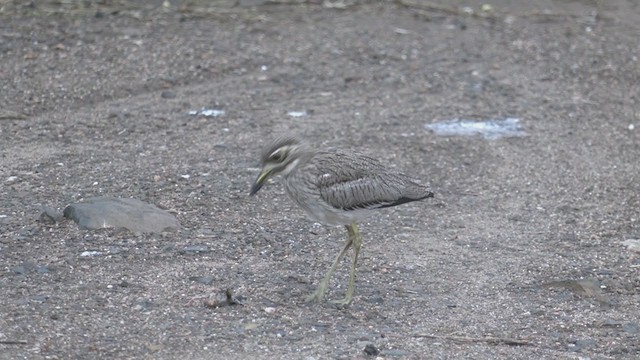 Water Thick-knee - ML268939211