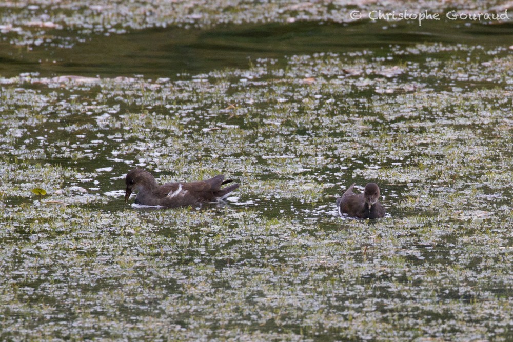 Eurasian Moorhen - Christophe Gouraud