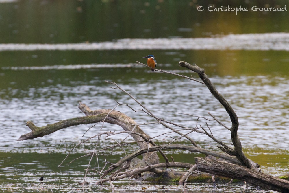 Common Kingfisher (Common) - Christophe Gouraud