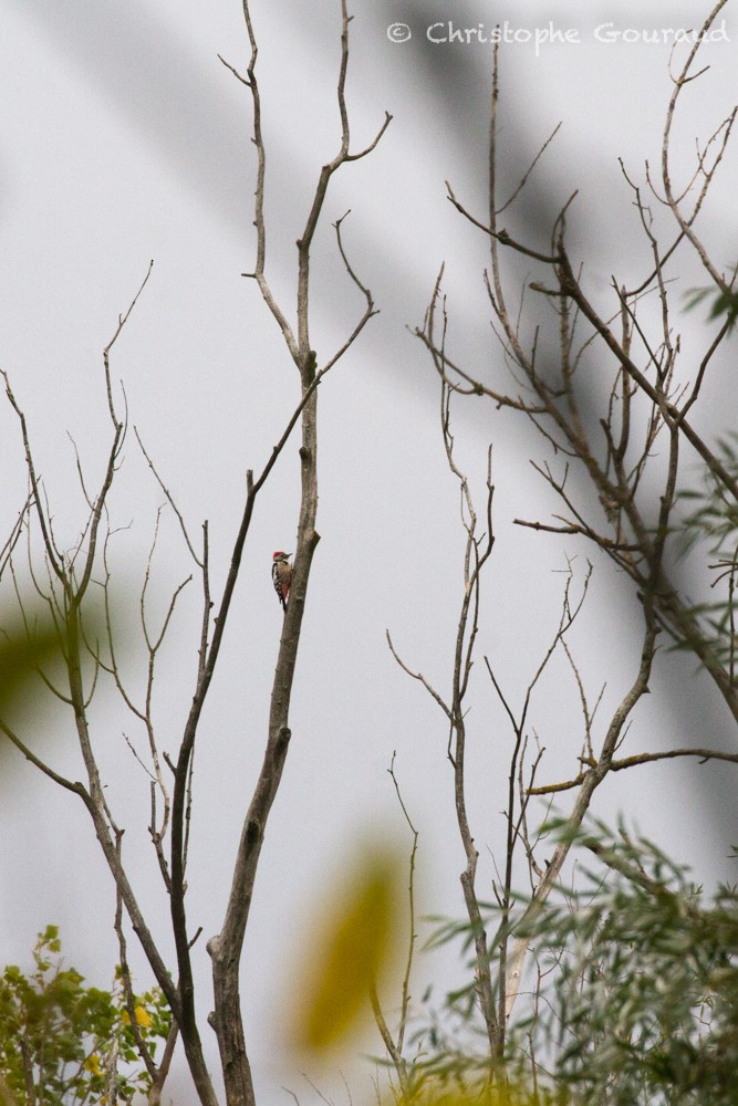 Middle Spotted Woodpecker - Christophe Gouraud