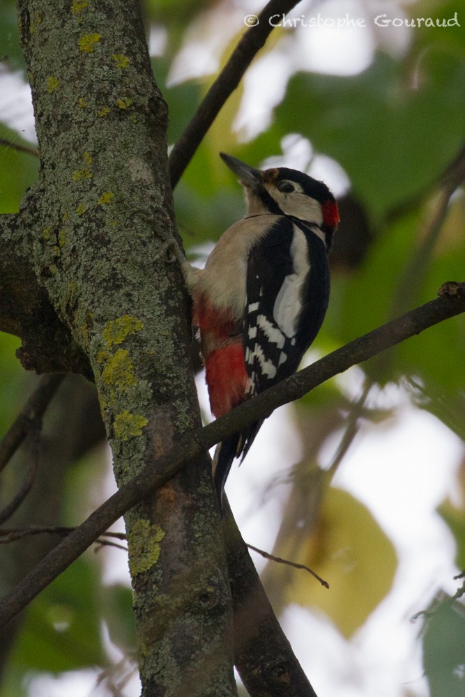 Great Spotted Woodpecker (Great Spotted) - Christophe Gouraud