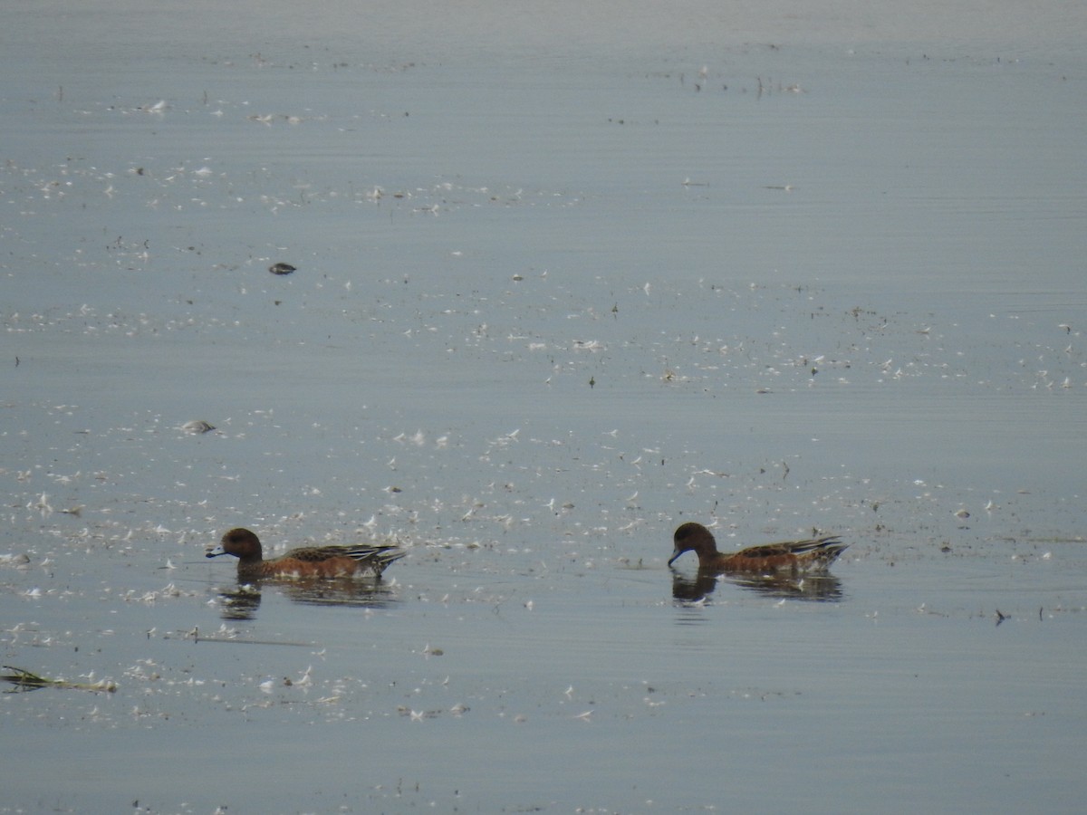 Eurasian Wigeon - ML268942741