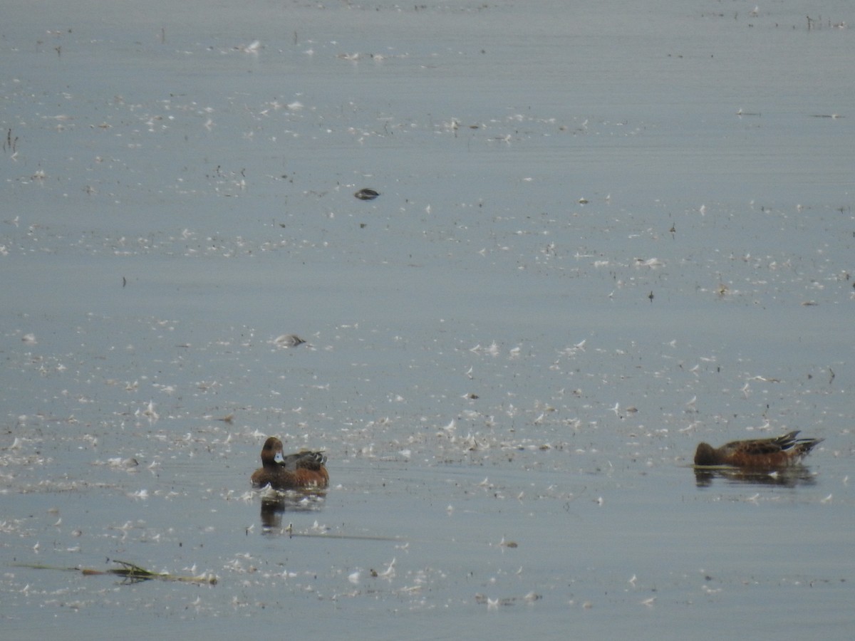 Eurasian Wigeon - ML268942751