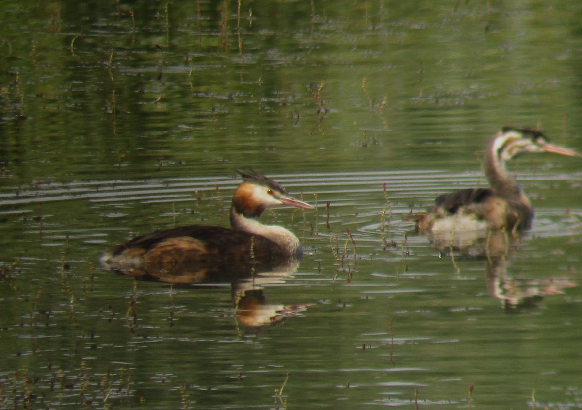 Отгот шунгуур - ML268943171