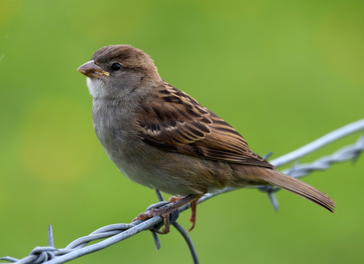 House Sparrow - A Emmerson