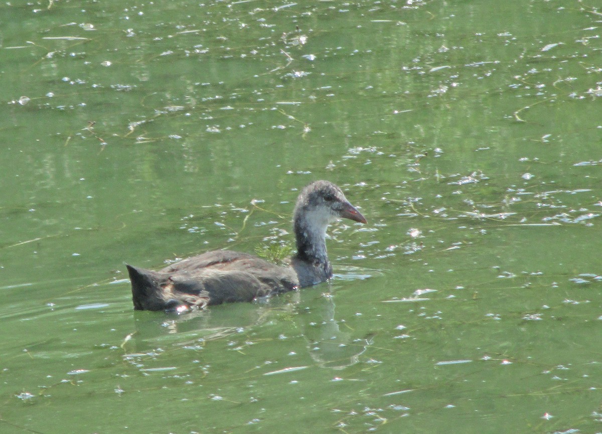 Халзан түнжүүр - ML268950111