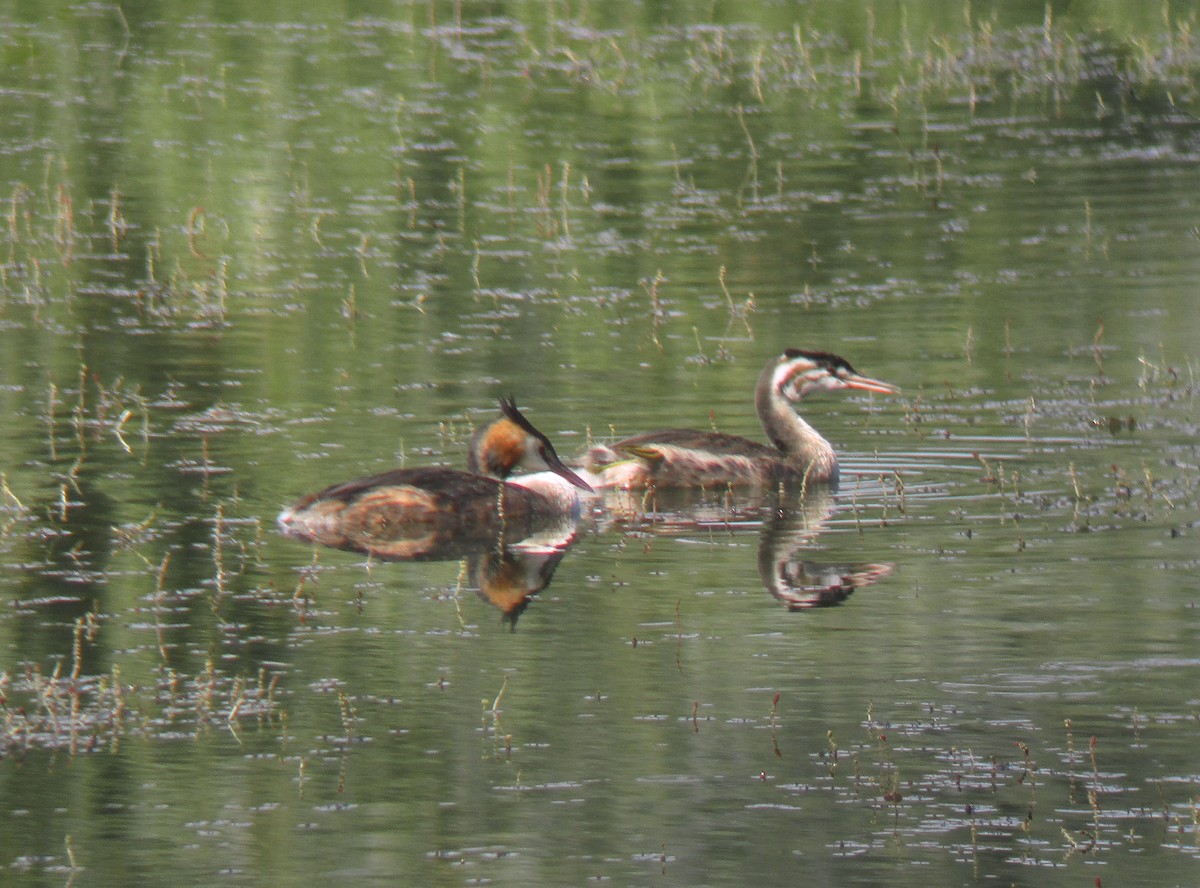 Отгот шунгуур - ML268950121