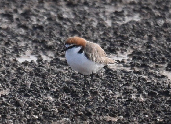 Red-capped Plover - ML268950461