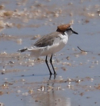 Red-capped Plover - ML268951681