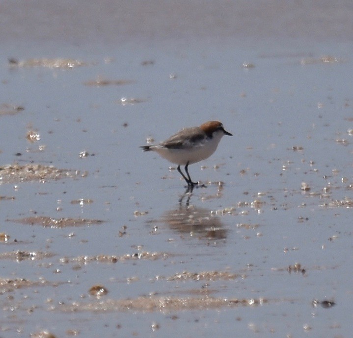 Red-capped Plover - ML268951691