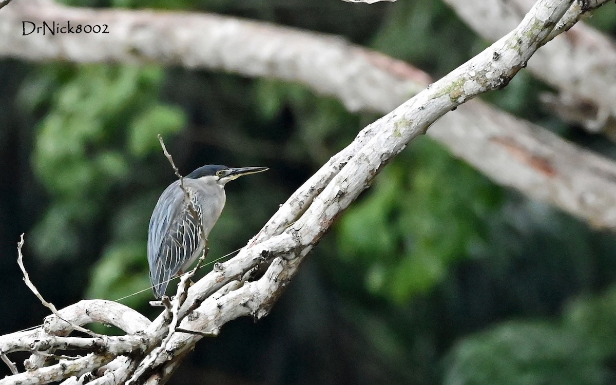 Striated Heron - ML268952301