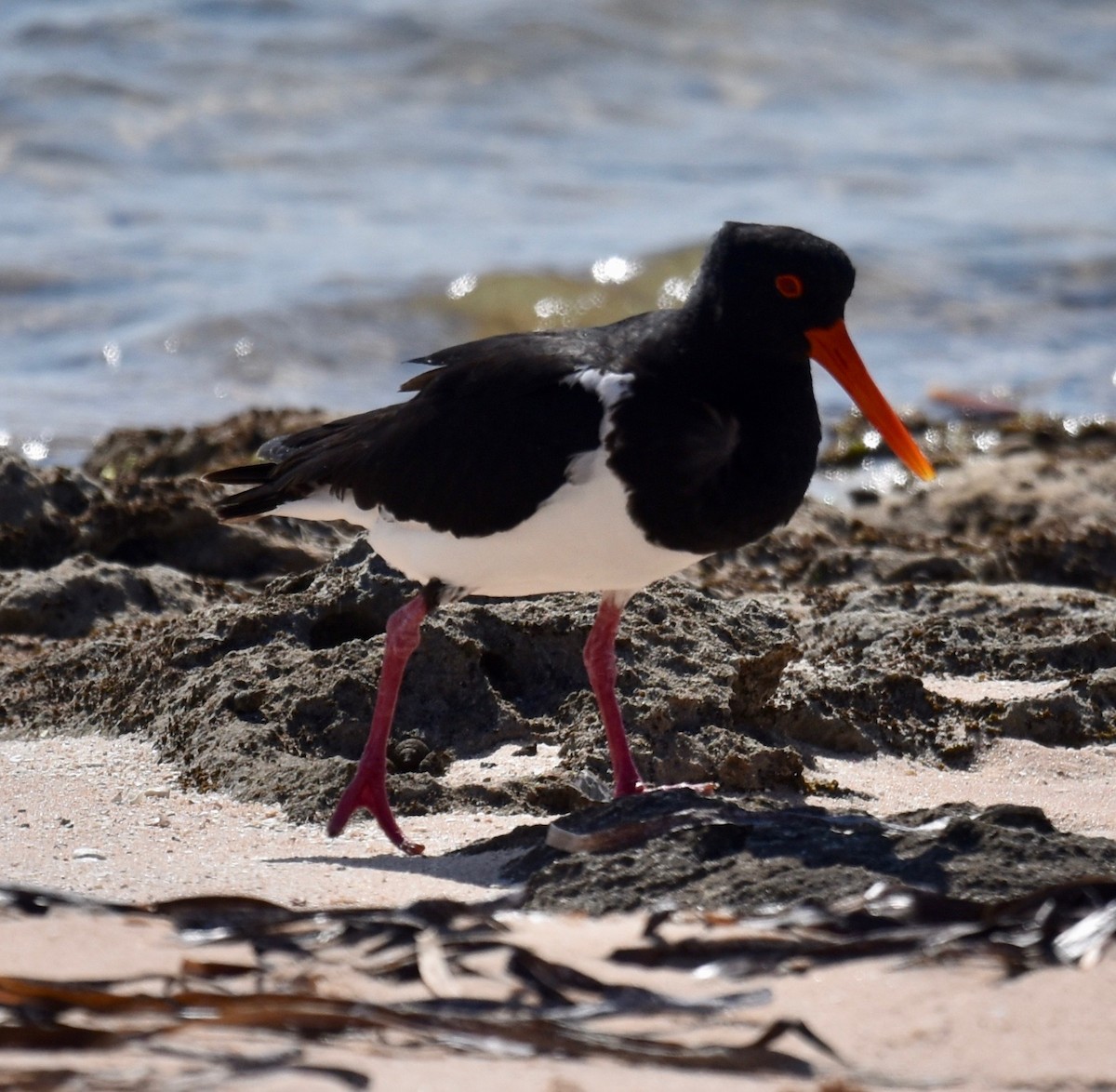 Pied Oystercatcher - ML268952421