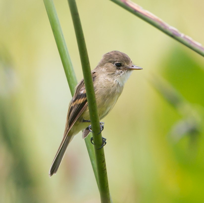 White-throated Flycatcher - ML268953401