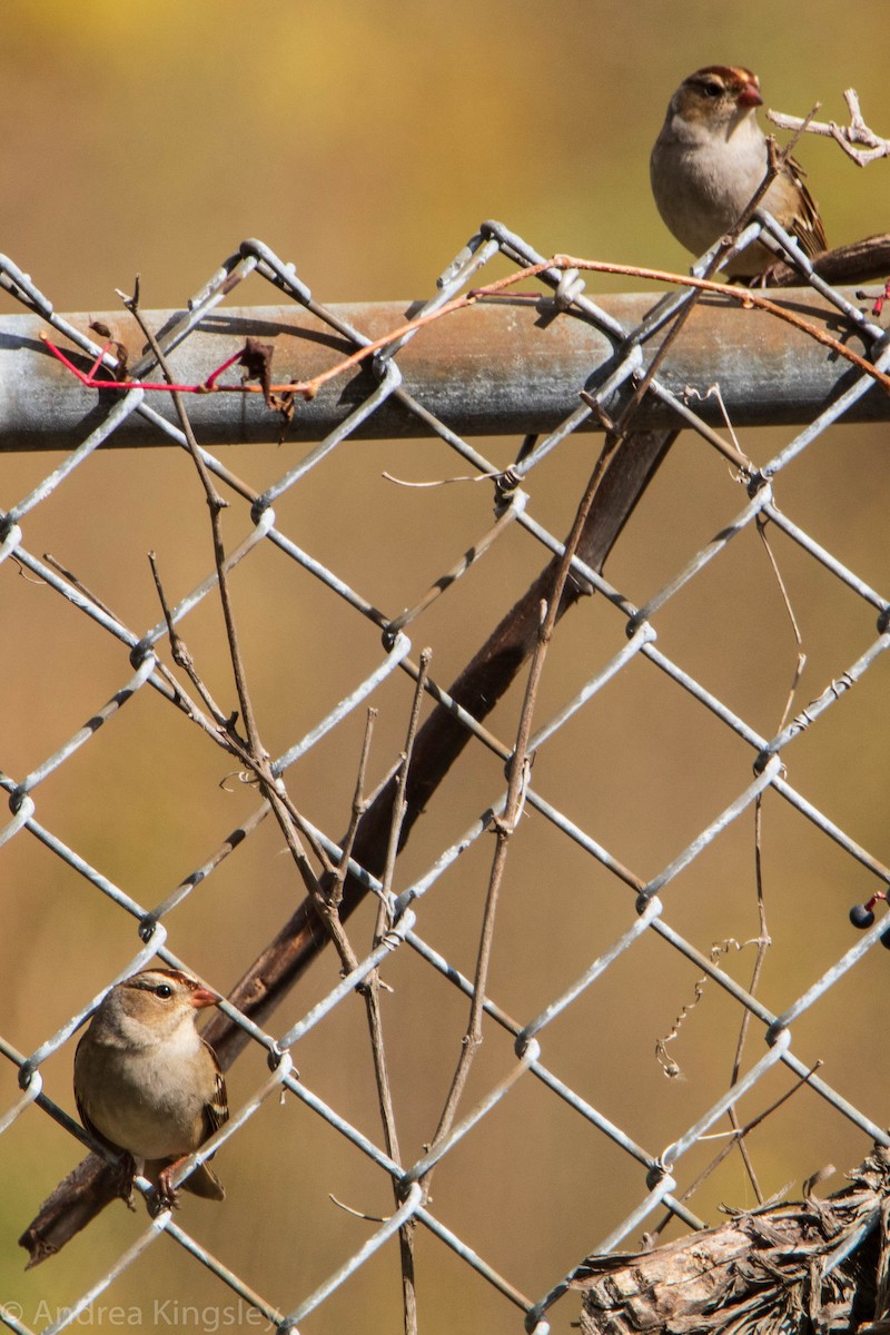 White-crowned Sparrow - ML268957581