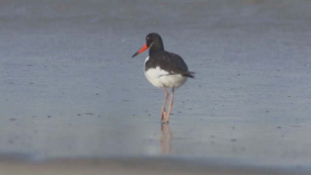 Eurasian Oystercatcher - ML268957991