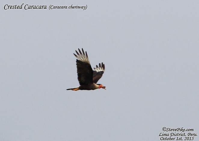 Caracara huppé - ML26895851