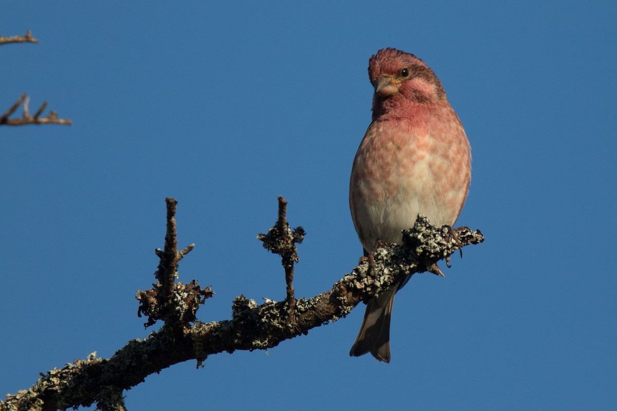Purple Finch - ML268958801
