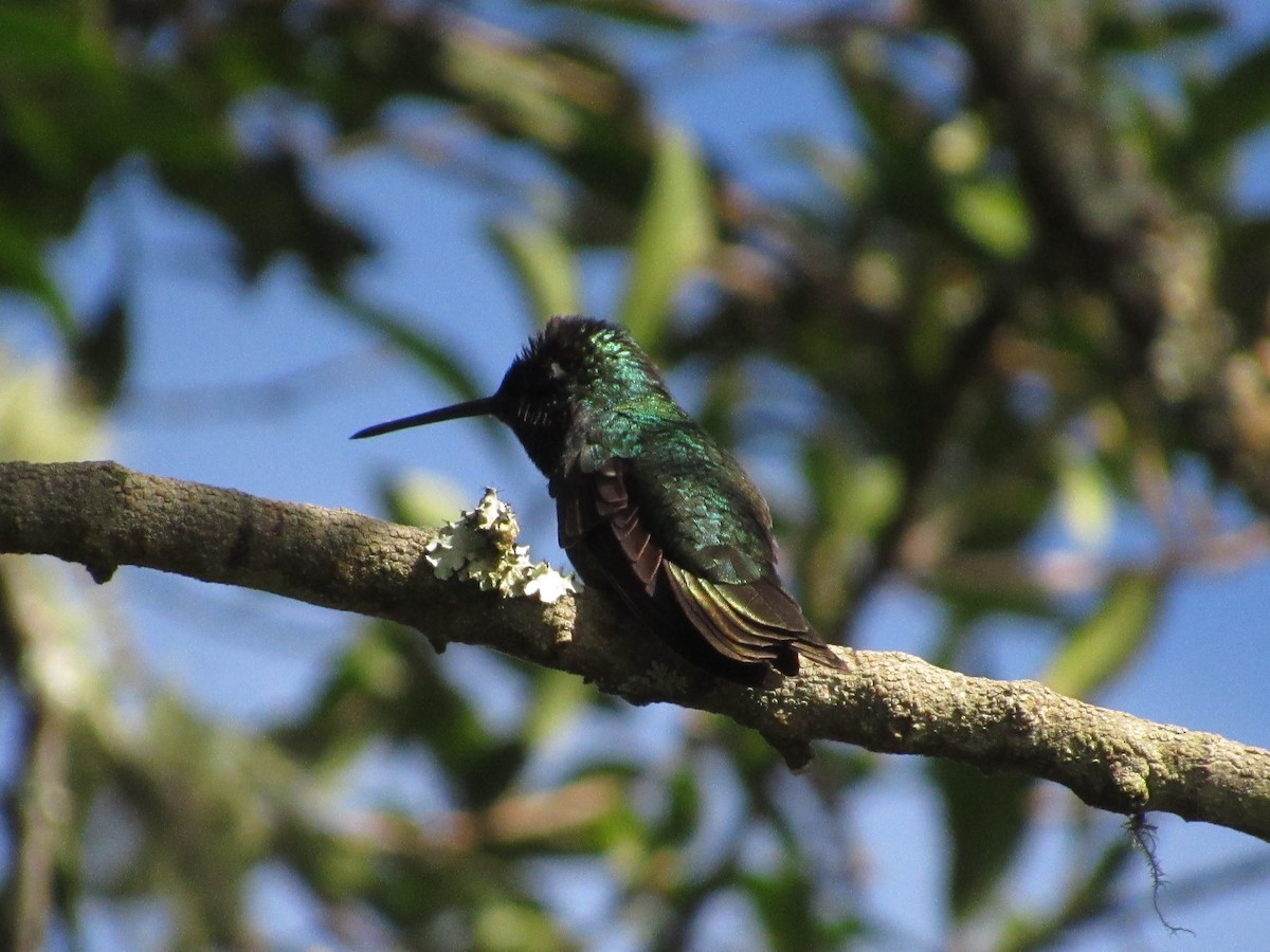 Rivoli's Hummingbird - ML268958811