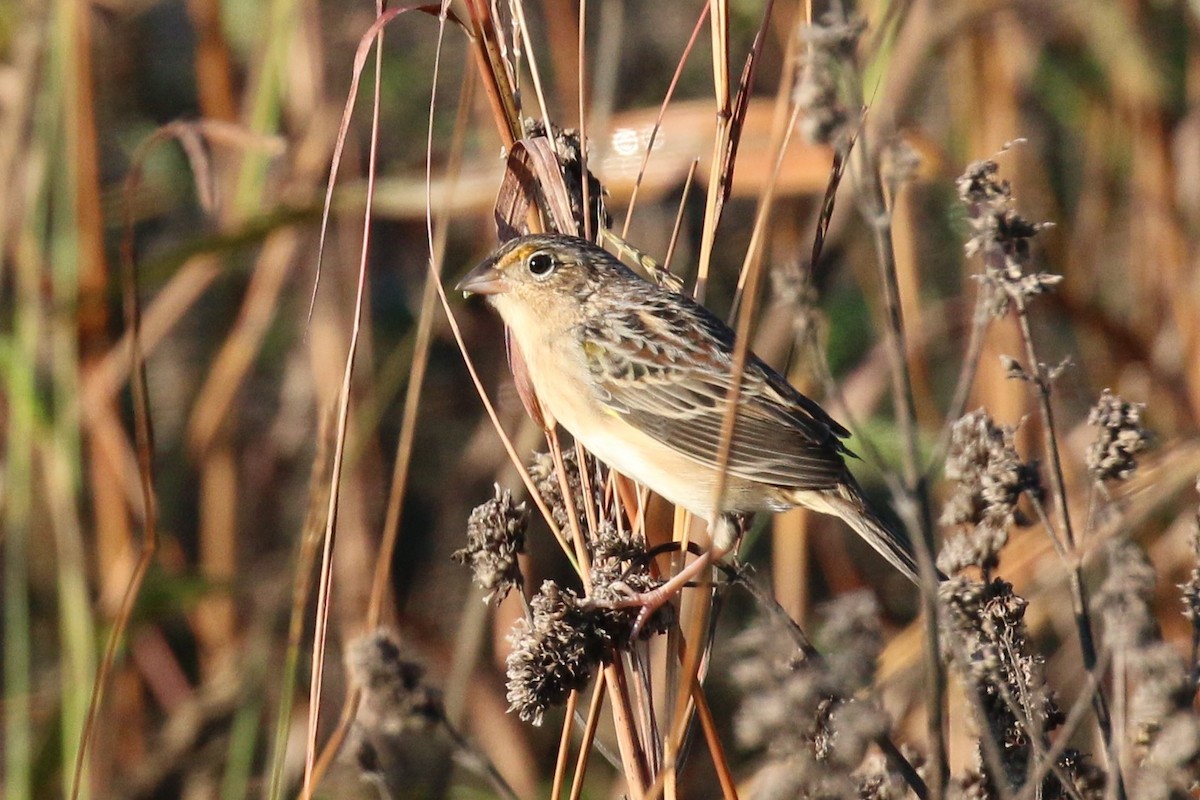 Grasshopper Sparrow - ML268960201