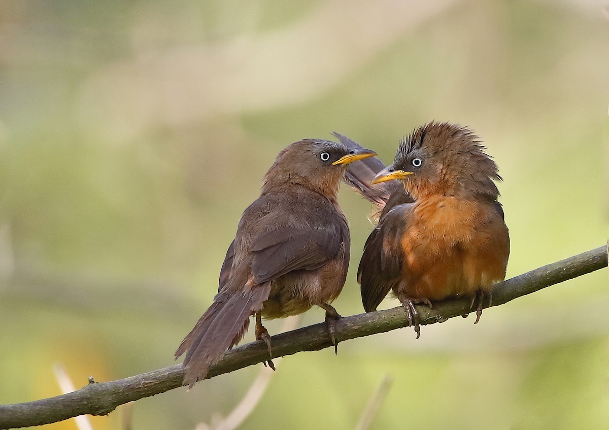 Rufous Babbler - ML268960961