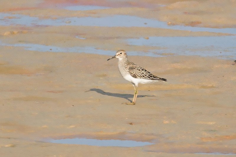 Pectoral Sandpiper - ML268963491