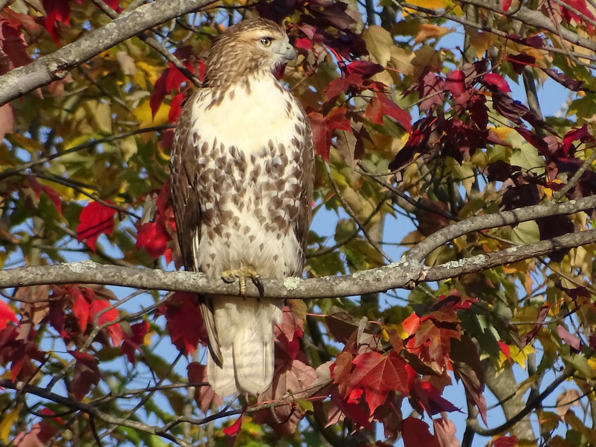 Red-tailed Hawk - ML268968881