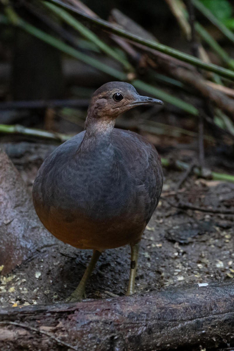 Yellow-legged Tinamou - ML268968921