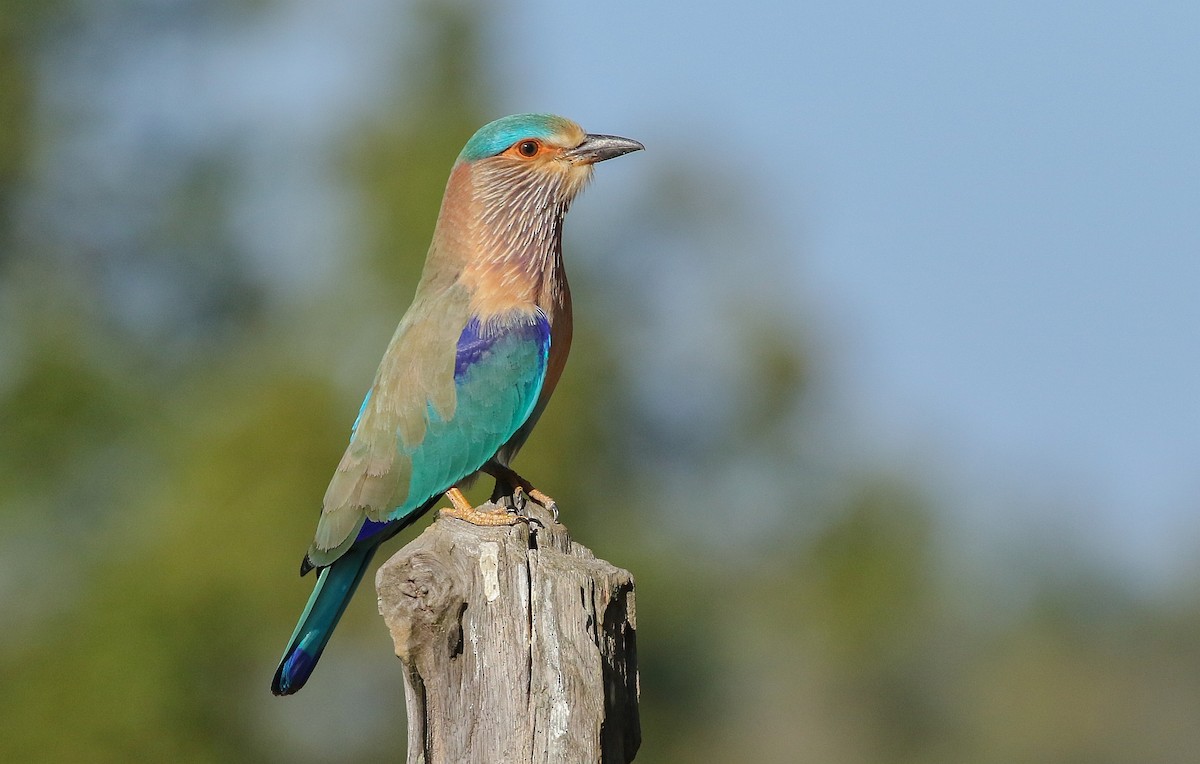 Indian Roller - ML268968931