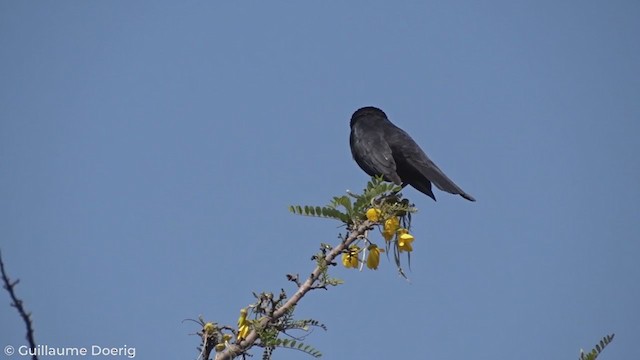 Tordo Patagón - ML268971381