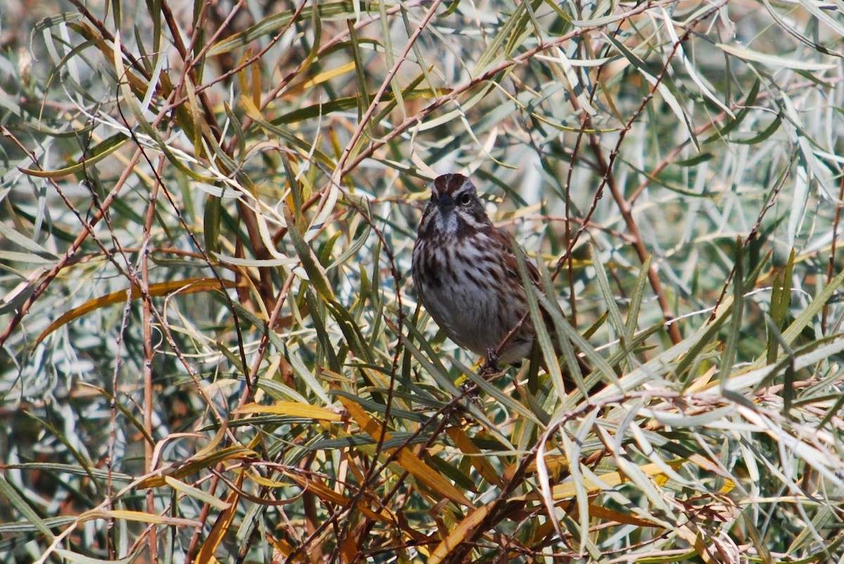 Song Sparrow - ML268972521