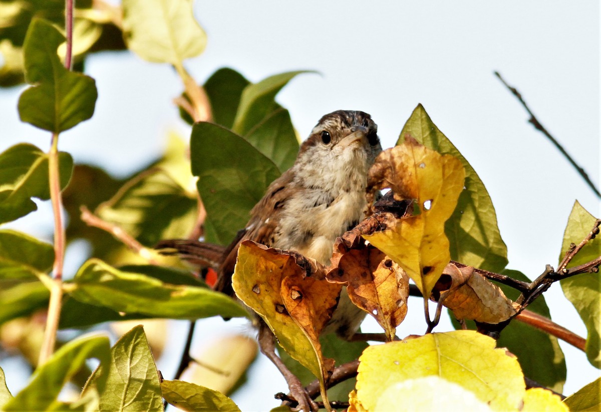 Carolina Wren - ML268974001