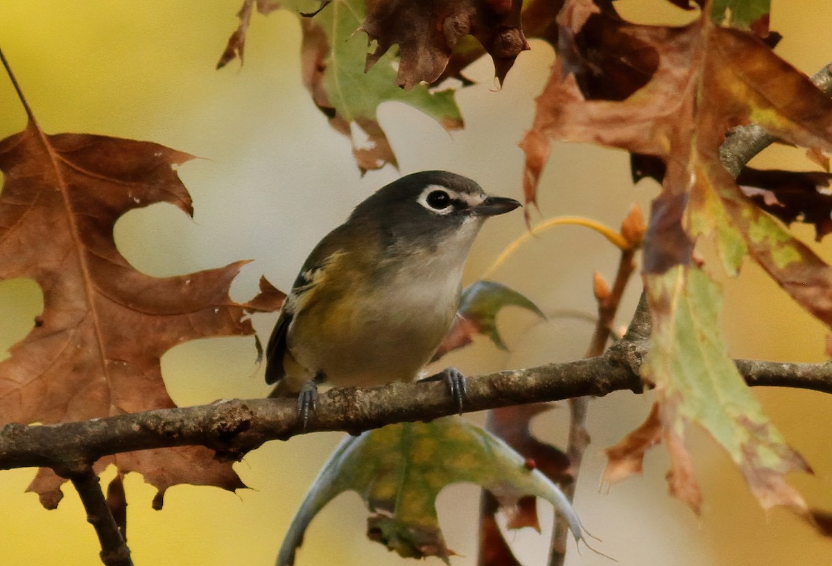 Vireo Solitario - ML268974061