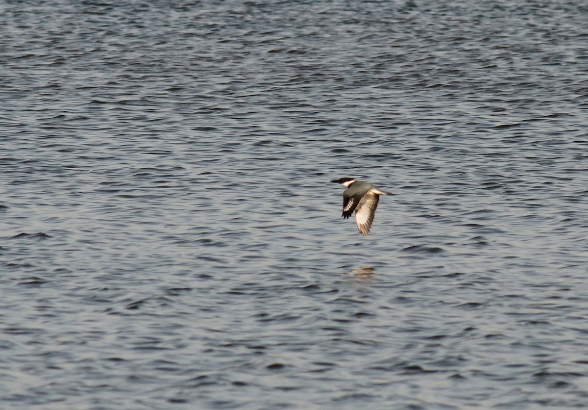 Belted Kingfisher - ML268974111