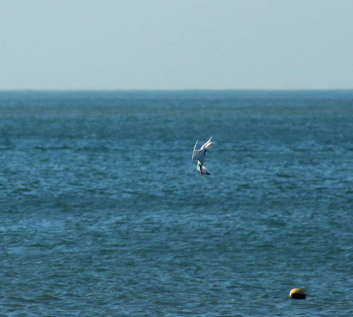 Royal Tern - Jesús M. Solano Rubio