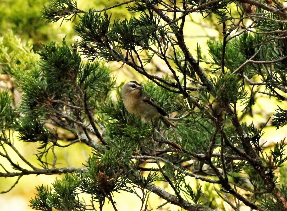 Golden-crowned Kinglet - ML268974161