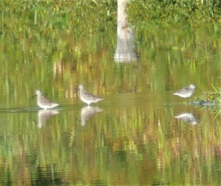 Long-billed Dowitcher - ML268974371