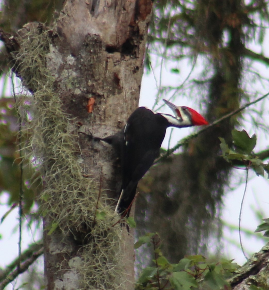 Pileated Woodpecker - ML268975081