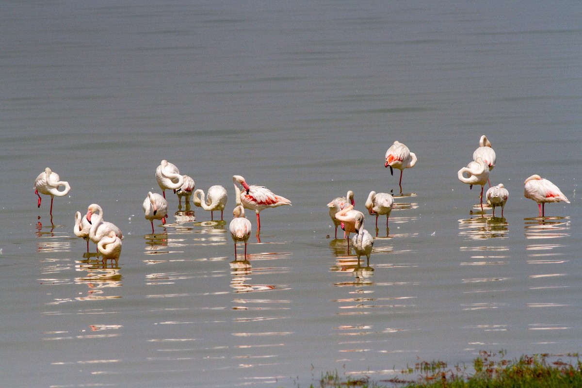 Greater Flamingo - Deborah Barnes