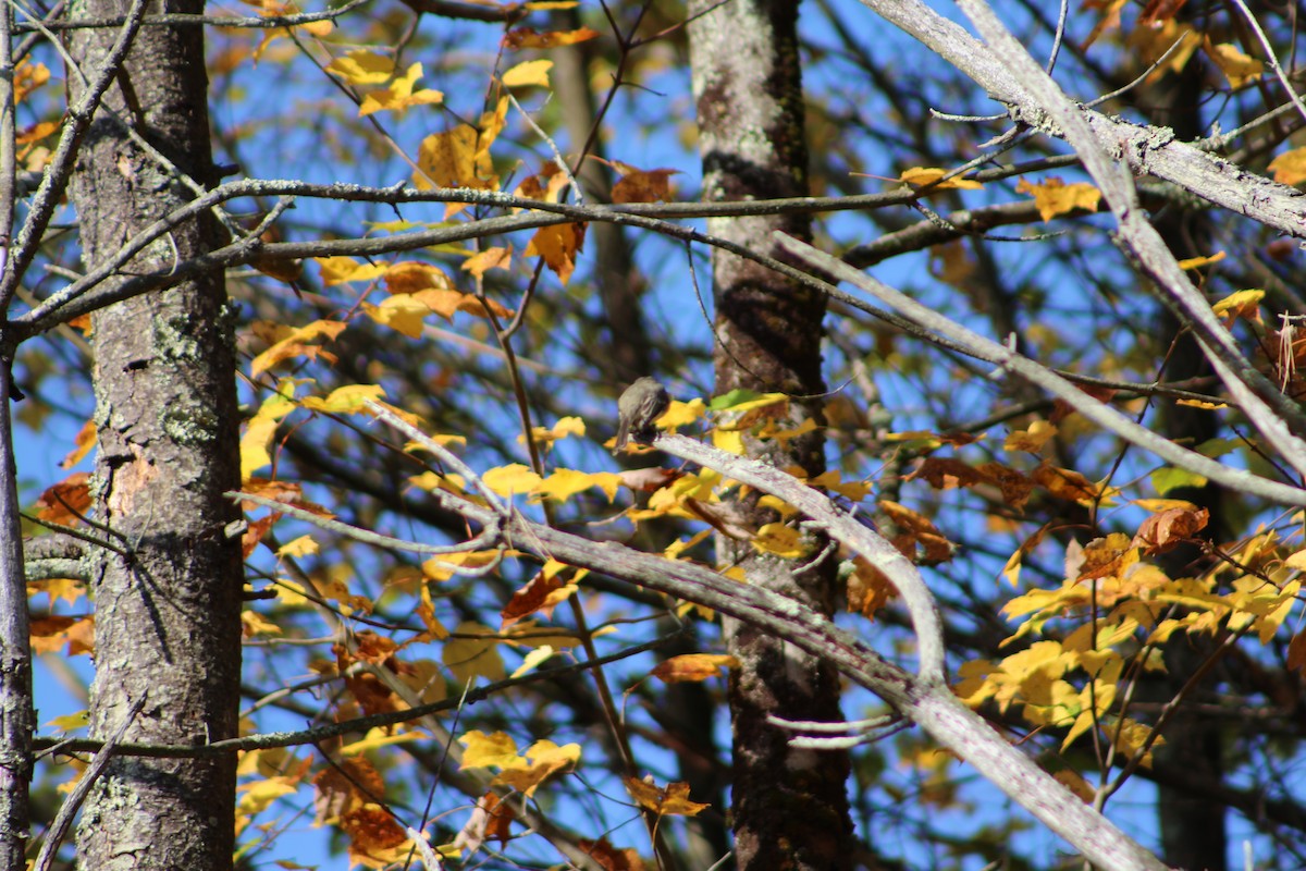 Yellow-rumped Warbler - ML268976471