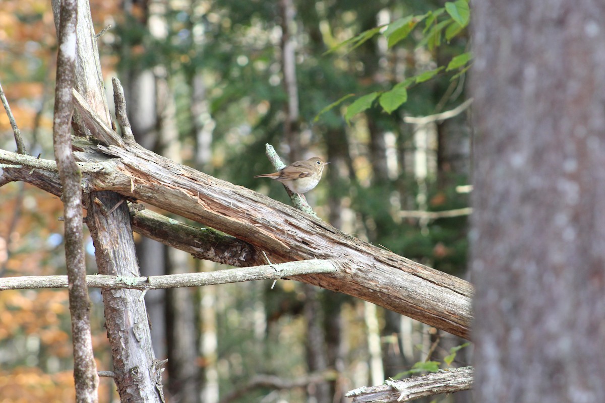 Hermit Thrush - ML268976641